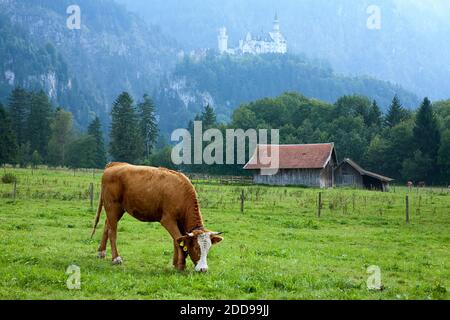 Mucca nel prato, il Castello di Neuschwanstein in background, Schwangau, Baviera, Germania Foto Stock