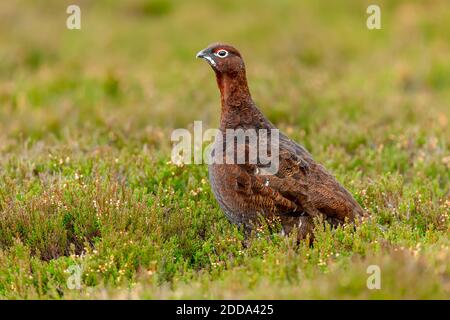 Red Grouse (Nome scientifico: Lagopus Lagopus) primo piano di un maschio Red Grouse con sopracciglia rossa, rivolto a sinistra in habitat naturale di erica della brughiera. Foto Stock
