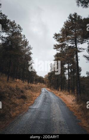 Strada di campagna circondata da alberi in autunno Foto Stock