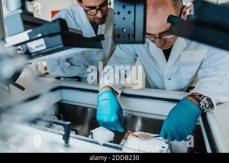Gli scienziati preparano la fetta cerebrale umana mentre si è in piedi da un congelatore a. laboratorio Foto Stock