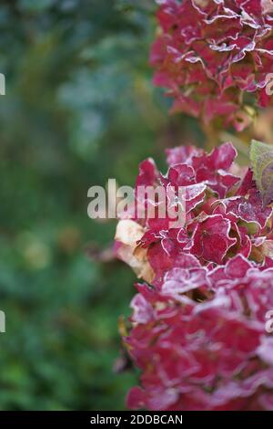 Idrangea rossa congelata e foglia in giardino con fuoco selettivo. Shot verticale. Foto Stock