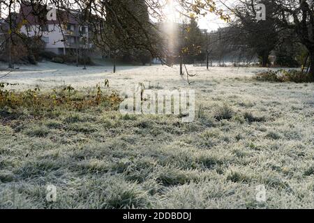 Erba congelata con brina sotto un albero su un campo. Scena rurale con il sole del mattino in background. Foto Stock