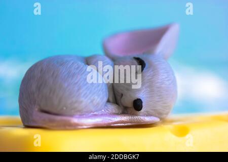 Il topo grigio dorme dolcemente su un pezzo di formaggio Cheddar giallo, sfondo blu Foto Stock
