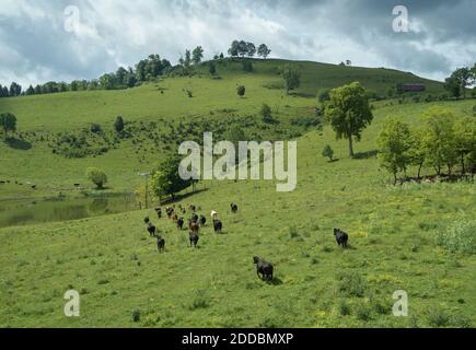 Drone vista di bestiame pascolo in verde pascolo sopra Clinch Fiume Foto Stock