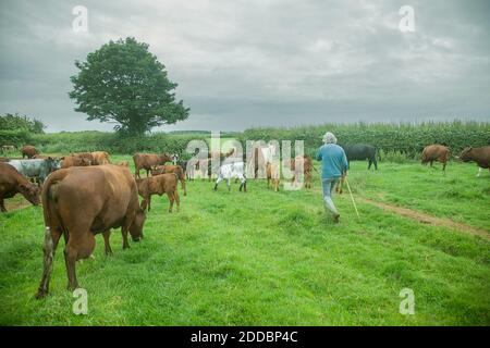 Uomo con bestiame da latte in piedi in campo agricolo Foto Stock