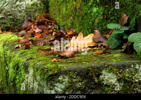 Foglie d'autunno che giacciono su scalini di pietra ricoperti di muschio Foto Stock