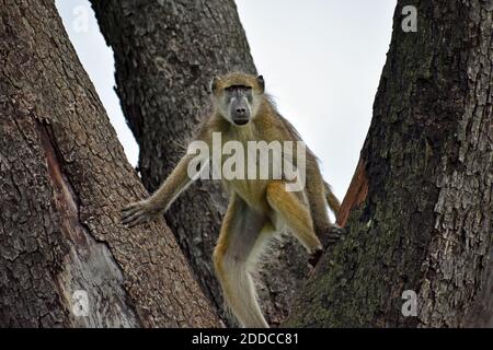 Un Baboon Chacma (Papio Ursinus) con pelliccia gialla e grigia in piedi in un albero che guarda verso la macchina fotografica nel Parco Nazionale di Chobe, Botswana. Foto Stock