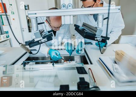 Scienziato e collaboratore che preparano una fetta cerebrale umana mentre si sta in piedi congelatore in laboratorio Foto Stock