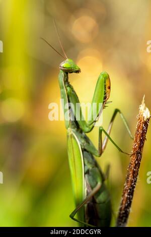 Primo piano di Mantis religiosa in condizioni naturali Foto Stock