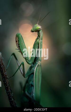 Primo piano di Mantis religiosa in condizioni naturali Foto Stock