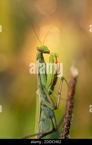 Primo piano di Mantis religiosa in condizioni naturali Foto Stock