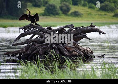 Un darter africano (Anhinga rufa) che asciuga le sue ali distese in piedi su rami nel fiume Chobe nel Parco Nazionale di Chobe, Botswana. Foto Stock