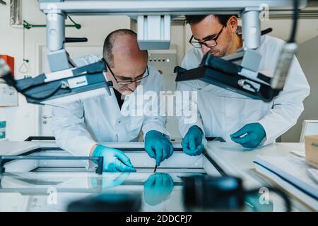 Scienziati maschi che preparano la fetta cerebrale umana mentre si è in piedi da un congelatore in laboratorio Foto Stock
