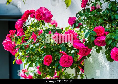 Fioretti di rosa rosso vivace e densamente doppi sbocciano su un cespuglio di rose a Grevenbroich, Germania, fornendo l'ingrediente per il kombucha alla rosa fatto in casa. Foto Stock