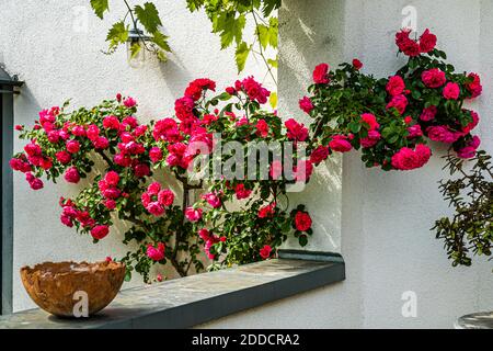 Rose rampicanti rosse in fiore fitta crescono su un muro bianco di una casa a Grevenbroich, Germania, fornendo l'ingrediente per il kombucha alla rosa fatto in casa. Foto Stock