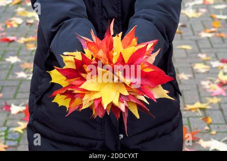 Metà sezione di donna che tiene mazzo di caduto americano dolcificante (Liquidambar styraciflua) parte verso la fotocamera Foto Stock