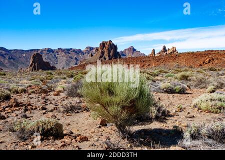 Spagna, Santa Cruz de Tenerife, scopa bianca Teide (Spartocytisus supranubius) che cresce nel Parco Nazionale del Teide con la formazione di Roques de Garcia in background Foto Stock