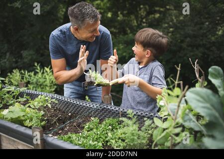 Ragazzo allegro che mostra i pollici fino a padre mentre tiene la pianta con cazzuola da letto rialzato in giardino Foto Stock