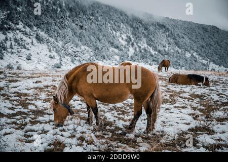 Cavalli che pascolano in campo agricolo durante l'inverno Foto Stock