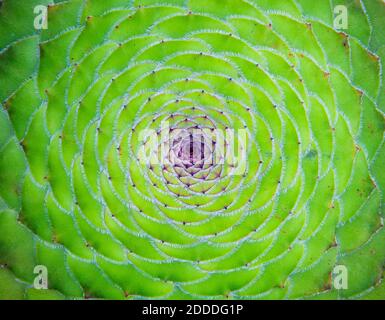 Modello verde naturale di aeonio piano (Aeonium tabuliforme) Foto Stock