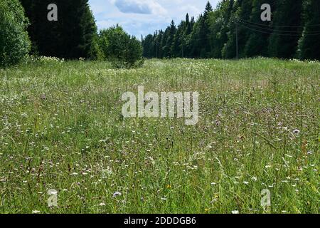 paesaggio - prato estivo fiorente in una radura tra foresta Foto Stock