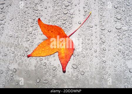 Foglia d'autunno giacente sul cofano dell'auto coperto di gocce di pioggia Foto Stock
