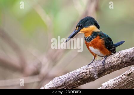 Un Martin pescatore pigmito americano sta perching per pesce su un Ramo sopra un fiume in Costa Rica Foto Stock