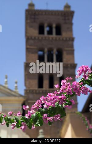 Roma, Rom, Italia, Italien; Santa Cecilia in Trastevere; 圣则济利亚圣殿 ramo di una Bougainvillea rosa sullo sfondo della torre della chiesa. Foto Stock