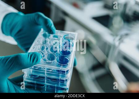 Lo scienziato tiene a mano il vassoio della piastra Petri mentre si trova in laboratorio Foto Stock