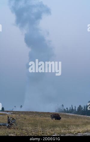 Un bisonte americano pascola di fronte a un fumante Old Faithful Geyser. Parco nazionale di Yellowstone, Wyoming, Stati Uniti. Foto Stock