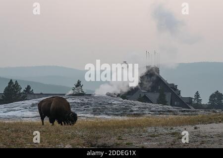 Un bisonte americano pascola di fronte a un fumante Old Faithful Geyser con l'Old Faithful Inn alle spalle. Parco nazionale di Yellowstone, Wyoming, Stati Uniti. Foto Stock