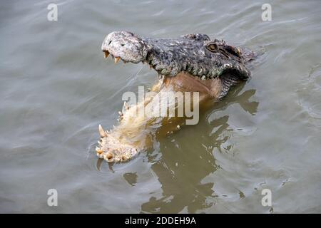 Testa di coccodrillo con mascella aperta sulla superficie dell'acqua . Foto Stock