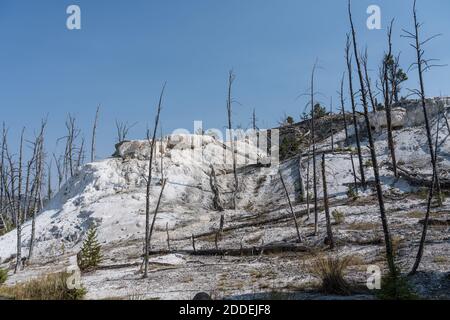 Alberi morti e travertaina secca sulla New Highland Terrace, Upper Tarraces, Mammoth Hot Springs, Yellowstone National Park, Wyoming, USA. Foto Stock