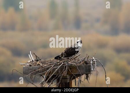 Un giovane falco pescatore su una scatola di nido in attesa che la madre porti un pesce. Buffalo Valley, Grand Teton National Park, Wyoming, Stati Uniti. Foto Stock