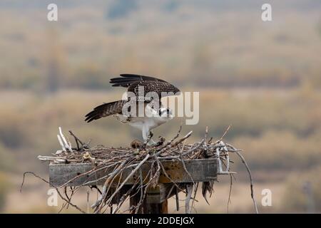 Un giovane falco pescatore su una scatola di nido in attesa che la madre porti un pesce. Buffalo Valley, Grand Teton National Park, Wyoming, Stati Uniti. Foto Stock