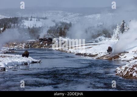 Il bisonte pascola intorno alle sorgenti termali e ai geyser per il calore in inverno vicino al fiume Firehole nel Parco Nazionale di Yellowstone, Wyoming, Stati Uniti. Foto Stock