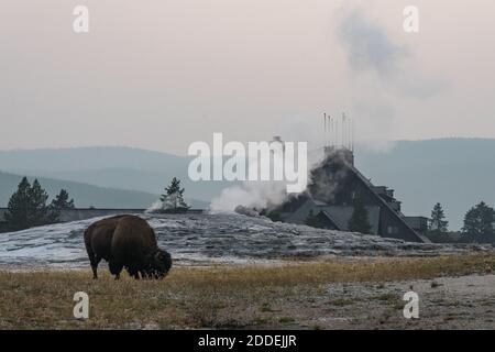 Un bisonte americano pascola di fronte a un fumante Old Faithful Geyser con l'Old Faithful Inn alle spalle. Parco nazionale di Yellowstone, Wyoming, Stati Uniti. Foto Stock