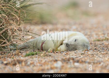 Foca Pup di nuova nascita durante la stagione di allevamento delle foche grigie a Blakeney Point a Norfolk lunedì 23 novembre 2020. (Credit: Leila Coker | MI News & Sport L Foto Stock