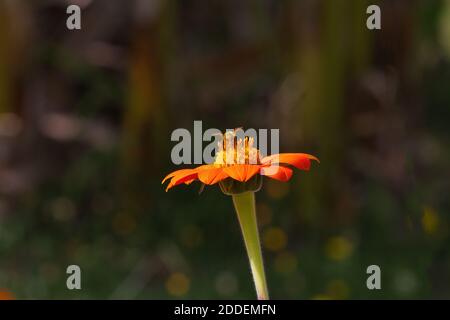 Ape di miele retroilluminata seduta su una testa di fiore arancione brillante sullo spettatore. Foto Stock