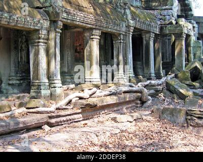 Angkor Thom a Siem Reap, in Cambogia, è noto per le sue rovine che sono state sopravsviluppate da fichi strangler, anche noto come ficus strangulosa. Il tempio di TA Prohm è mostrato con le radici che hanno preso il controllo della città perduta che è stata abbandonata nel 1431 e riscoperta negli anni '90. Gli edifici dell'antica civiltà riflettono i vari stili architettonici e ornamenti associati all'Induismo e al Buddismo. Nel 1992 è stato nominato Patrimonio dell'Umanità dell'UNESCO e da allora ha attratto milioni di turisti. Foto Stock