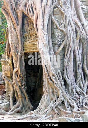 Nel 2005, i fichi a stangle a Ta Prohm prendono il controllo di una passerella nel bassorilievo decorato antichi giardini del tempio. I fichi di Strangler, conosciuti come ficus strangulosa, possono essere trovati in tutto Ta Prohm e in altre località antiche di Angkor. Queste antiche rovine sono la testimonianza della cultura e dell'architettura Khmer, che era una fiorente area che copre più di 400 acri. È stato abbandonato nel 1431, riscoperto negli anni '90, ed è un fiorente sito turistico nel Siem Reap, Cambogia. Foto Stock