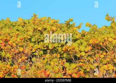 un colpo medio di alberi in una bella giornata di cielo blu Foto Stock