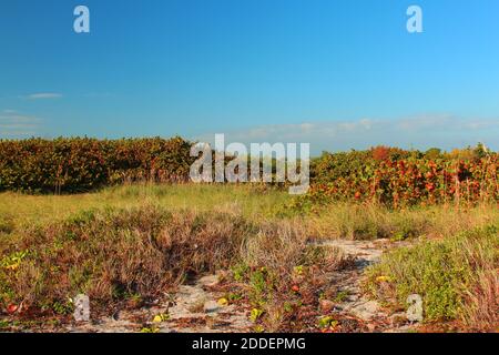 Ampio scatto di natura Foto Stock