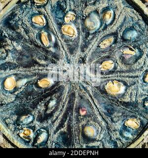 Risorse grafiche. Background di piante naturali. Foto Stock