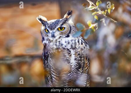 Grande Orned Owl seduto su un ramo all'interno di un cespuglio con profondità di campo poco profonda Foto Stock