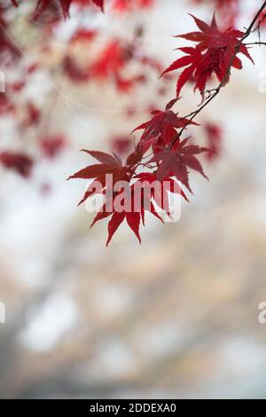 Acer palmatum ‘Oshio beni’. Oshio Beni foglie d'acero giapponese nella nebbia autunnale Foto Stock