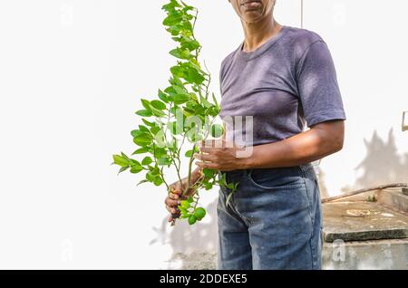 Donna che tiene chiave Lime pianta Foto Stock