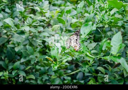 Bella farfalla in Lime Tree Foto Stock