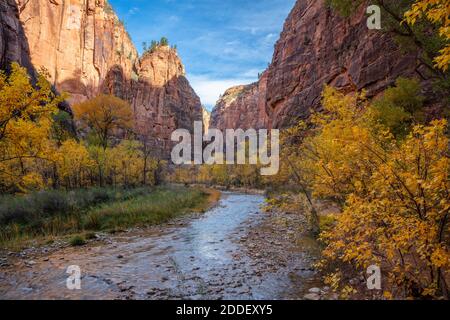 Alberi di Cottonwood lungo il fiume Virgin in autunno, Zion National Park, Utah Foto Stock