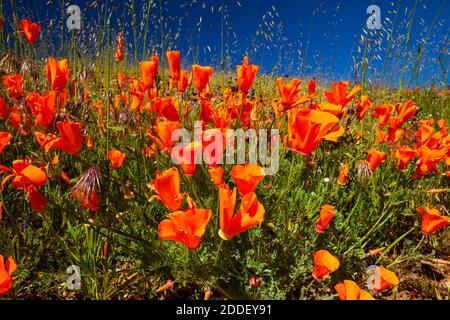 California papaveri, Antelope Valley, California Foto Stock